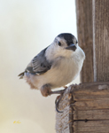 White breasted Nuthatch 5112